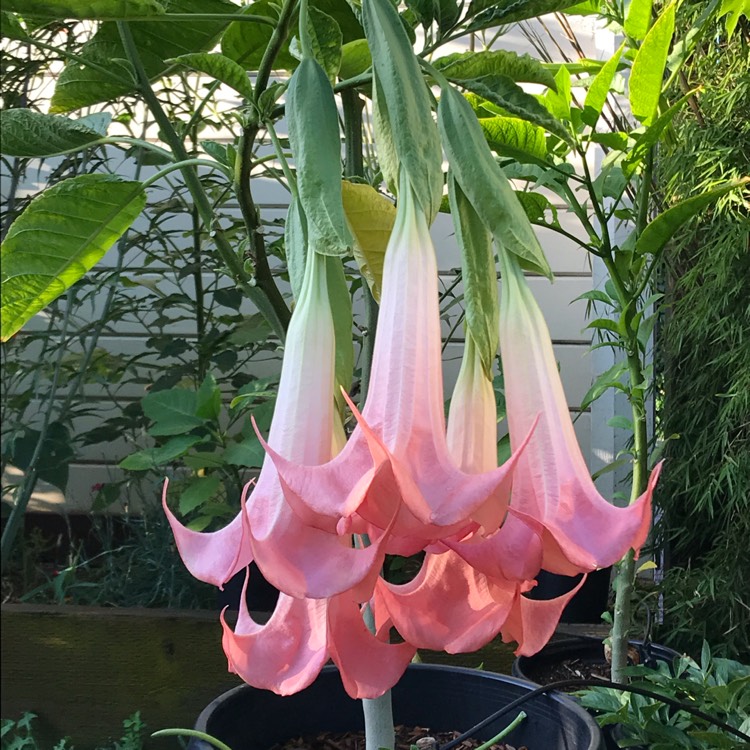 Plant image Brugmansia 'pink Velvet'