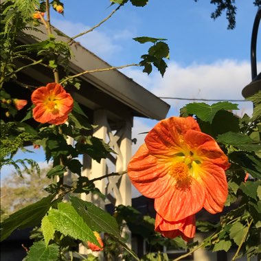 Abutilon 'Victor Reiter'