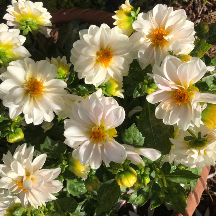 Plant image Dahlia 'Topmix White'