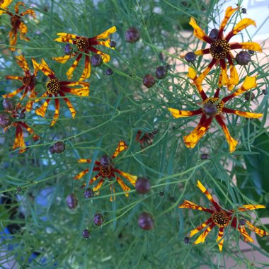 Coreopsis tinctoria