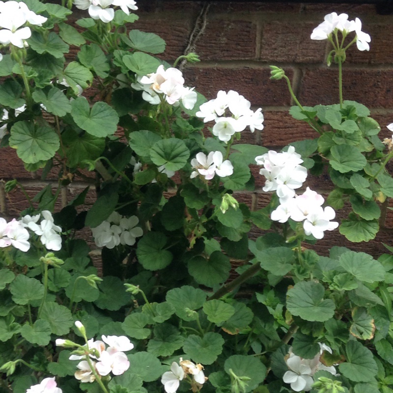 Plant image Geranium phaeum var. lividum