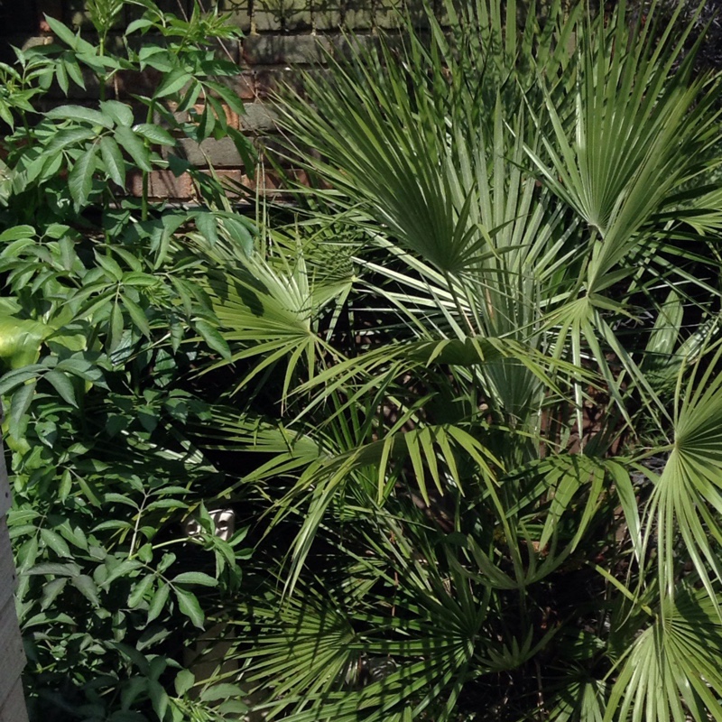 Richard's garden