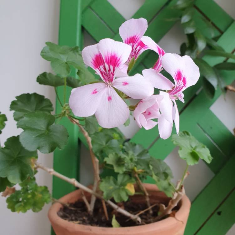 plant image 1544045