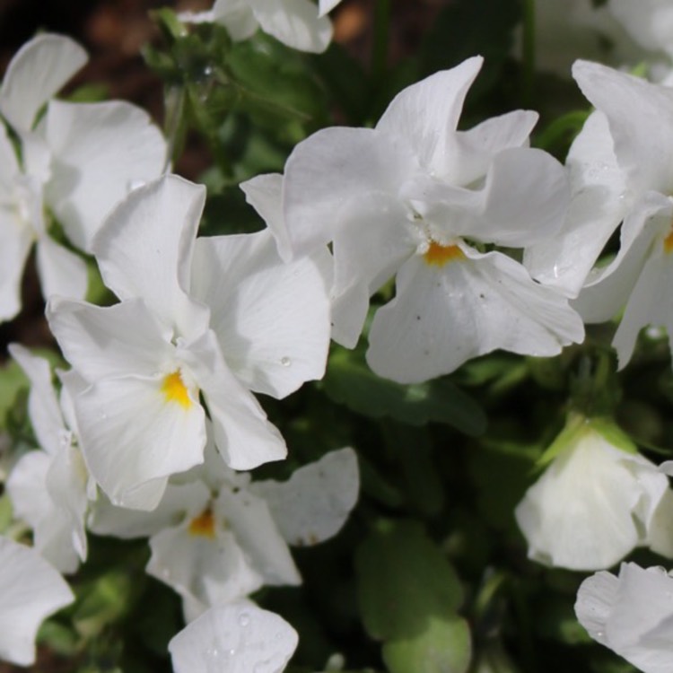 plant image 408405