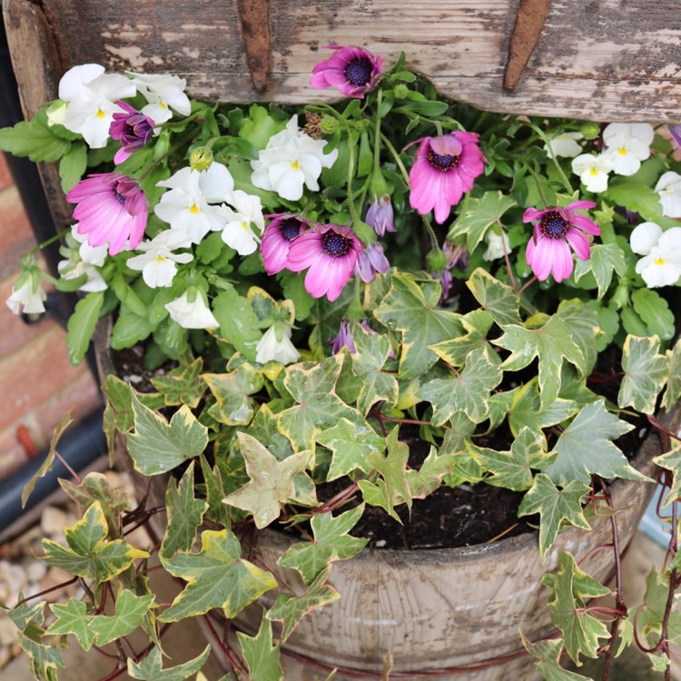 Plant image Viola 'Ivory Queen'