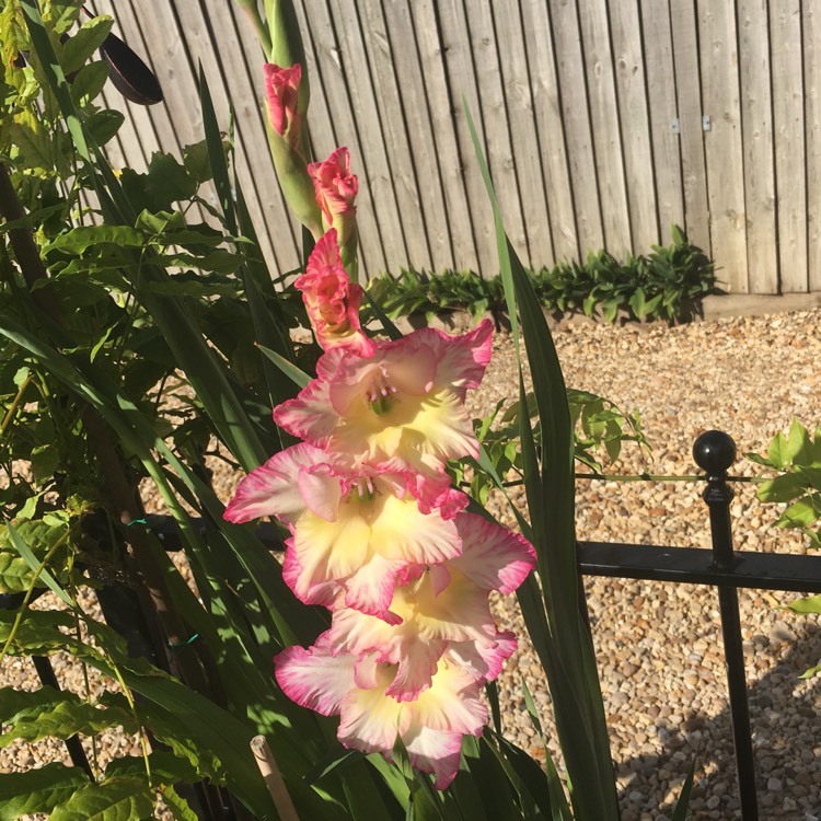 plant image 478605
