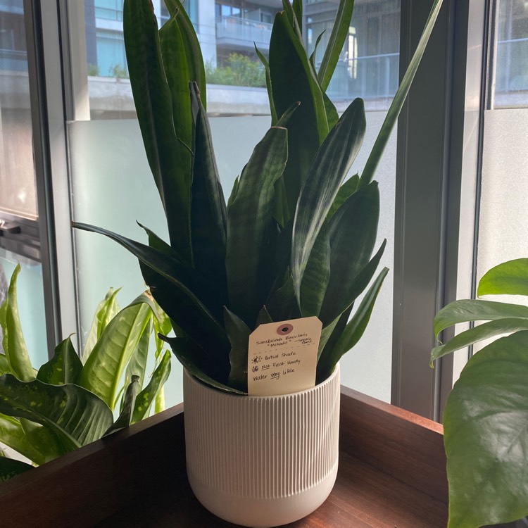 Plant image Sansevieria Black Coral