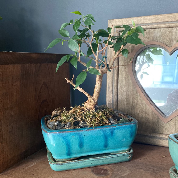 plant image 1383912