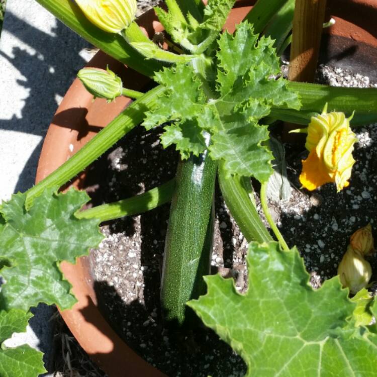 plant image 374448