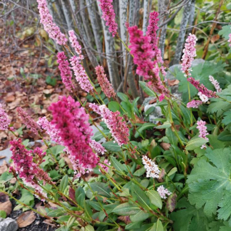 Plant image Persicaria