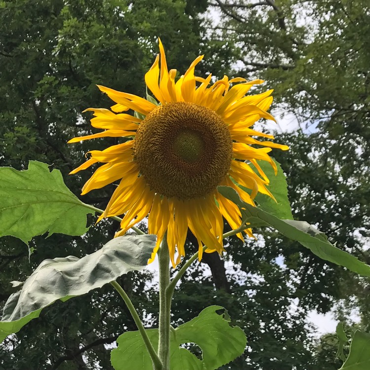Plant image Helianthus annuus 'girasol'