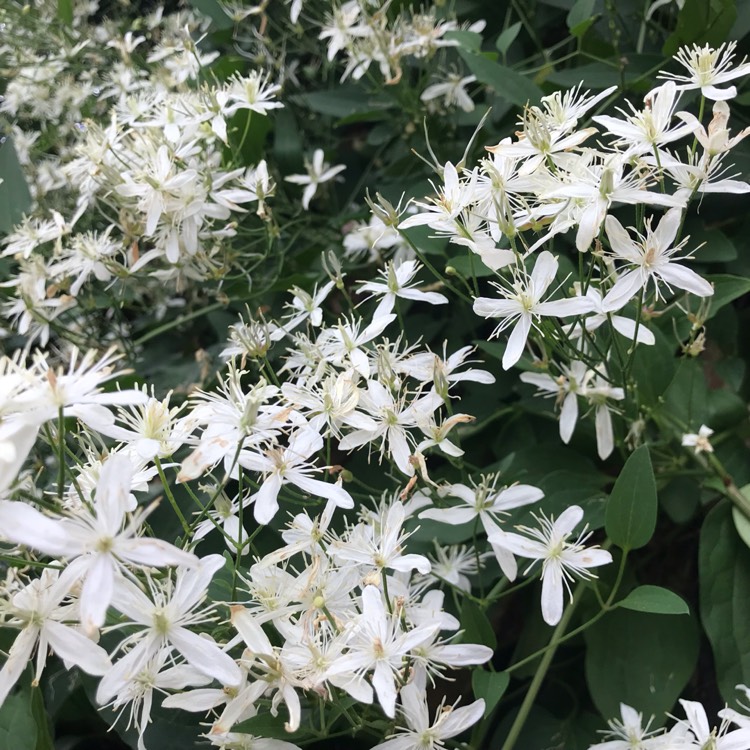 Plant image Clematis 'Sweet Sensation'