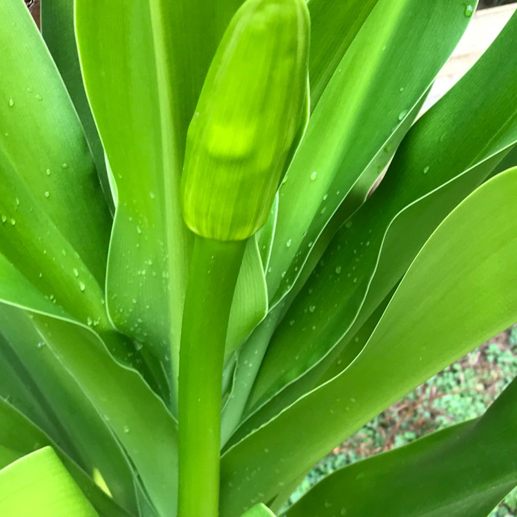 Plant image Hymenocallis occidentalis