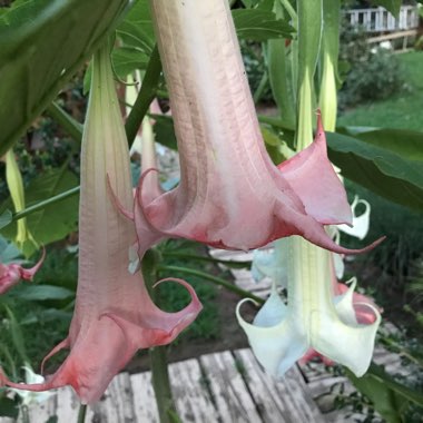 Brugmansia 'Charles Grimaldi'
