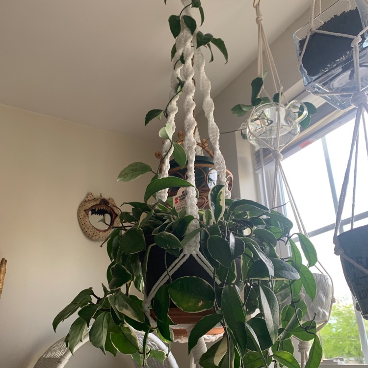 plant image 1262402