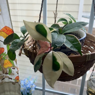 Hoya Carnosa Variegata