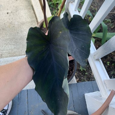 Colocasia esculenta 'Black Beauty'