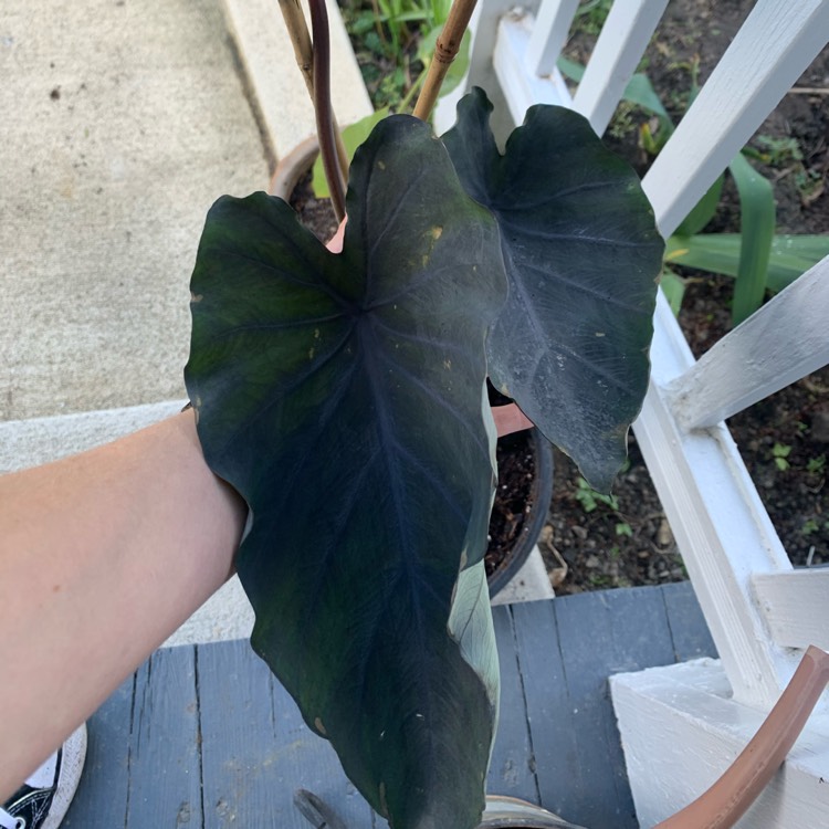 Plant image Colocasia esculenta 'Black Beauty'