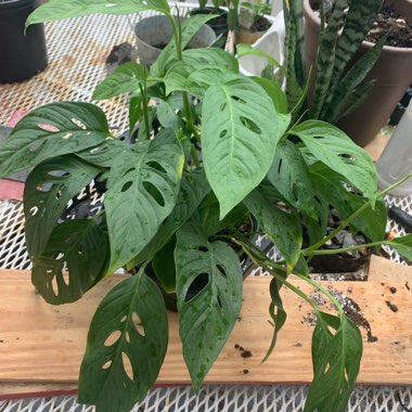 Monstera adansonii