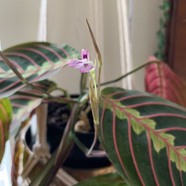 Maranta Leuconeura Var. Erythroneura