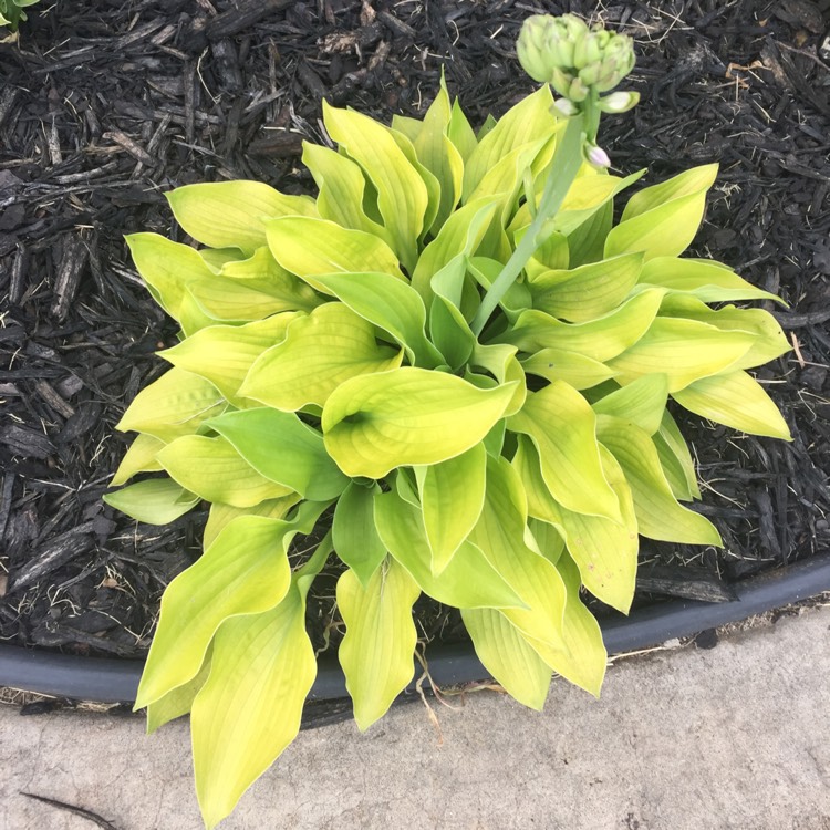 Plant image Hosta 'Golden Needles'