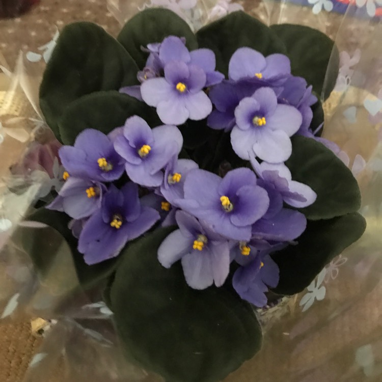 Plant image Streptocarpus sect. Saintpaulia 'Blue Silhouette' syn. Saintpaulia 'Blue Silhouette'