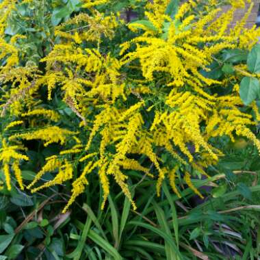 Canadian Goldenrod