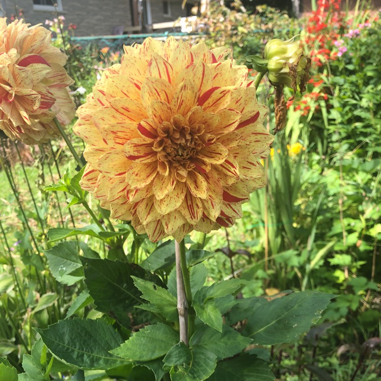 Plant image Dahlia 'Cambridge'