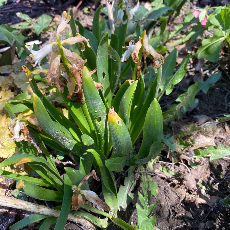 Plant image Hyacinthus orientalis 'Madame Sophie'