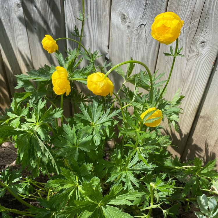 Plant image Trollius 'Lemon Queen'