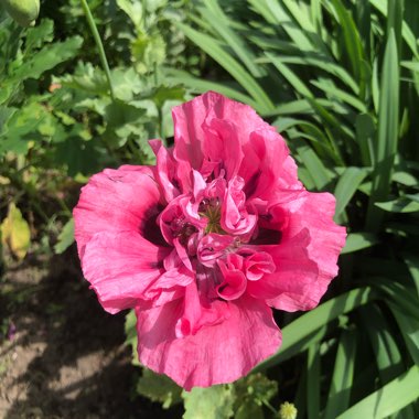 Oriental poppy 'Patty's Plum'