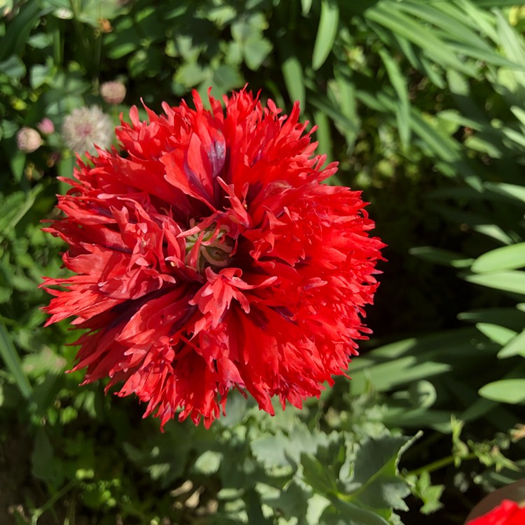 plant image 1095680