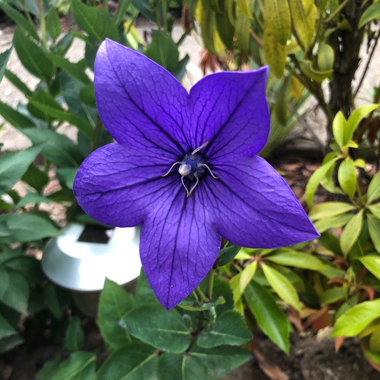 plant image 1113672