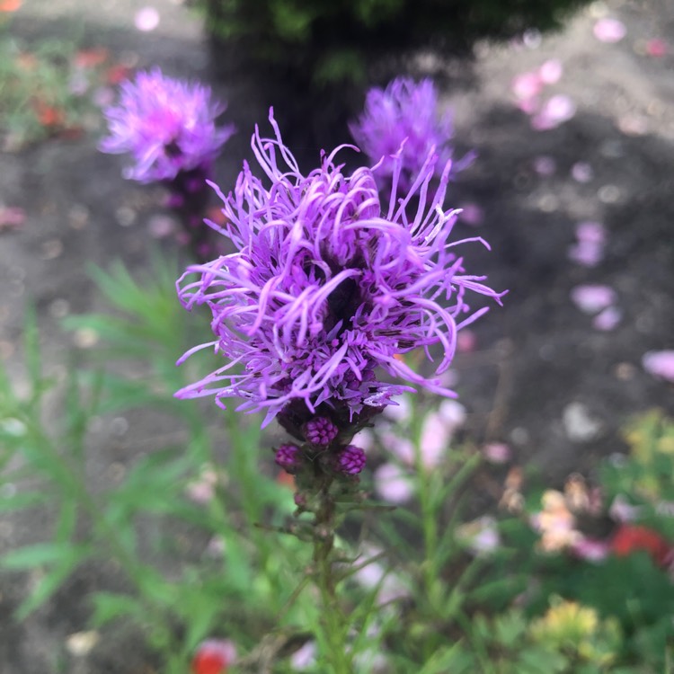 plant image 1121224