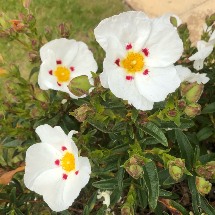 plant image 1332971