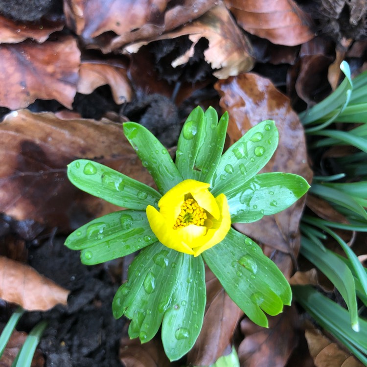 plant image 1433987