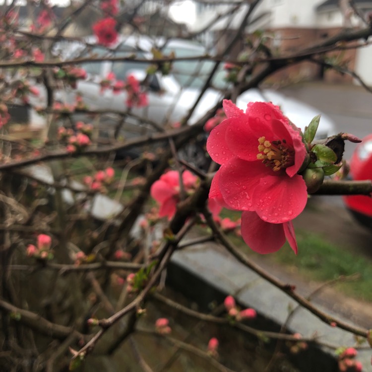 Plant image Chaenomeles japonica 'Cido'