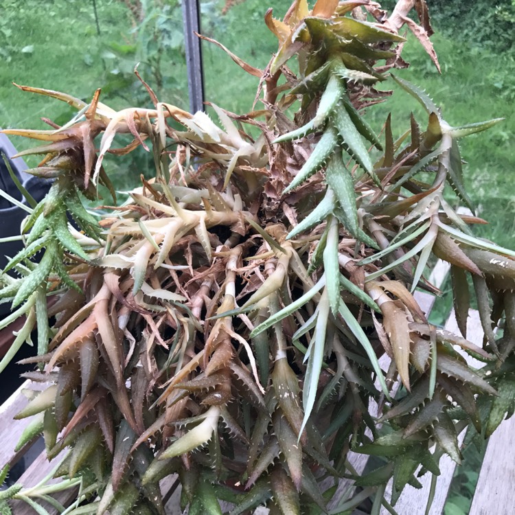 plant image 500426