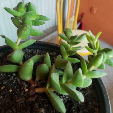 Crassula 'Springtime'