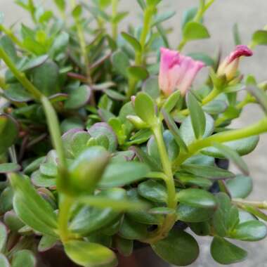 Purslane