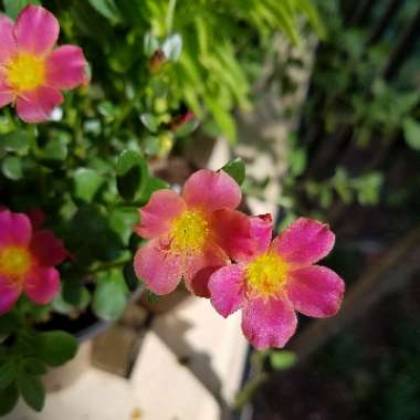 Purslane