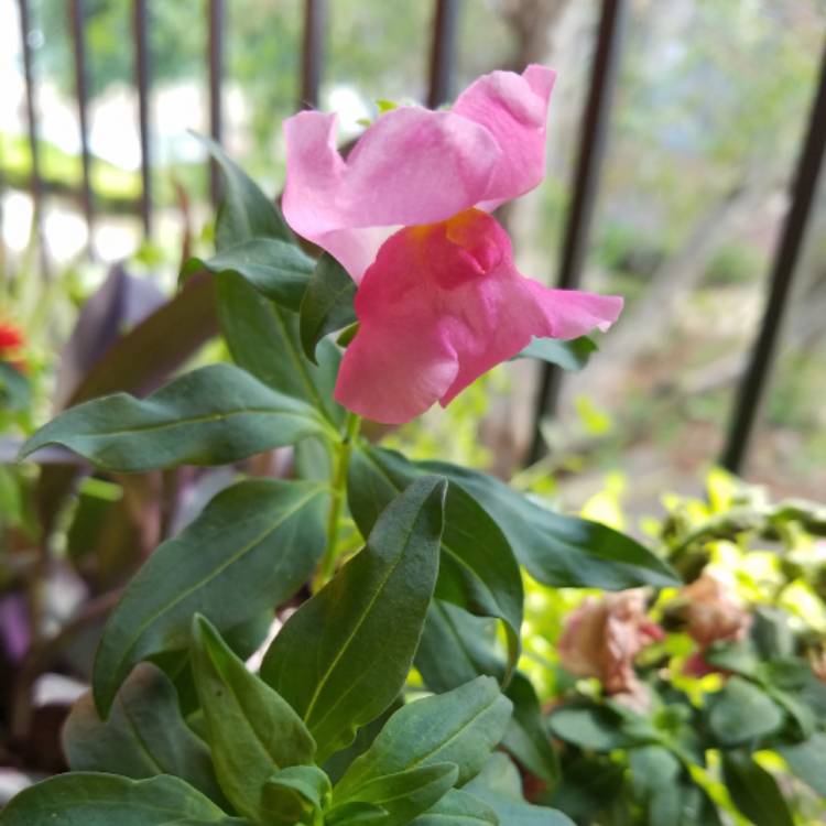 Plant image Antirrhinum majus 'Peaches And Cream'