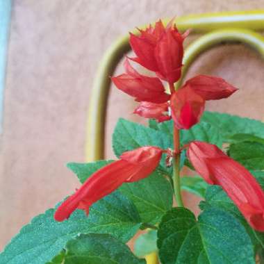 Salvia 'Fireball'