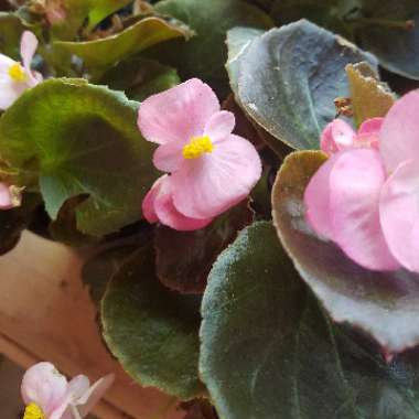 Beefsteak Begonia