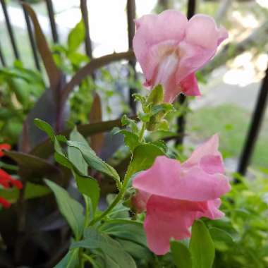Snapdragon 'Peaches And Cream'