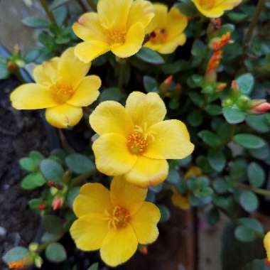Purslane 'Sun Jewels'