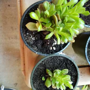 Anacampseros 'Rufescens'