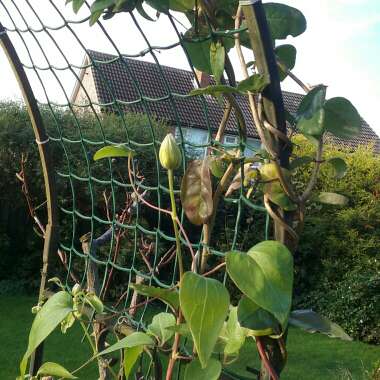 Beryl's garden