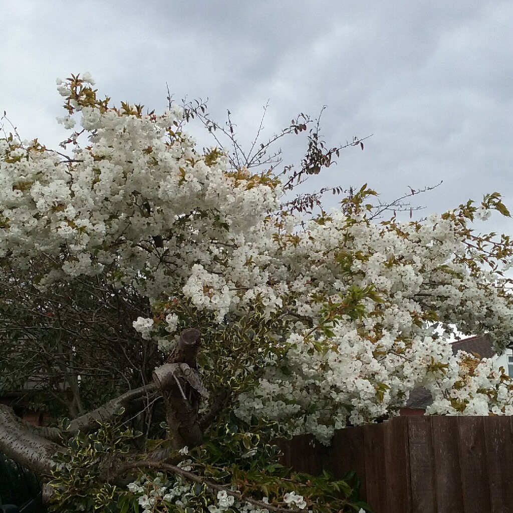 Plant image Prunus japonica 'Brilliant'