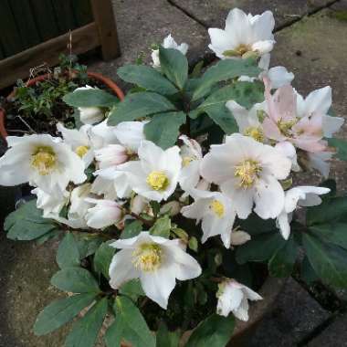 Hellebore (Species) Christmas Rose